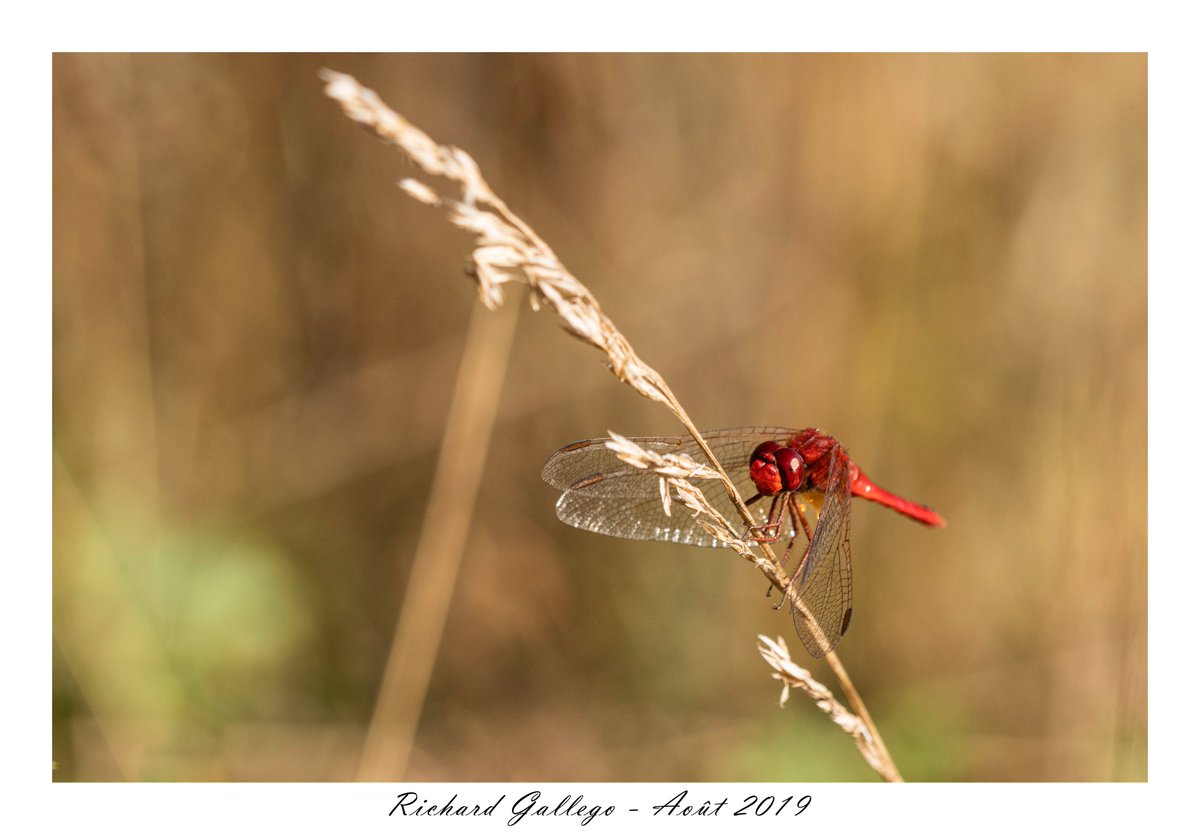 Tieph38's tweet photo. Marais de Montfort. 😎
Août 2019.
#Chartreuse #Grésivaudan #Isère #Grenoble #Nature #Naturephotography #Animaux #Macro #Macrophotography #Proxy #Faune #Insectes #Agrions #Libellule #Montfort #Crolles #Papillons #Lézard #Abeilles #Araignées #Sony #Alpha68 https://t.co/VrJUjdAX1I