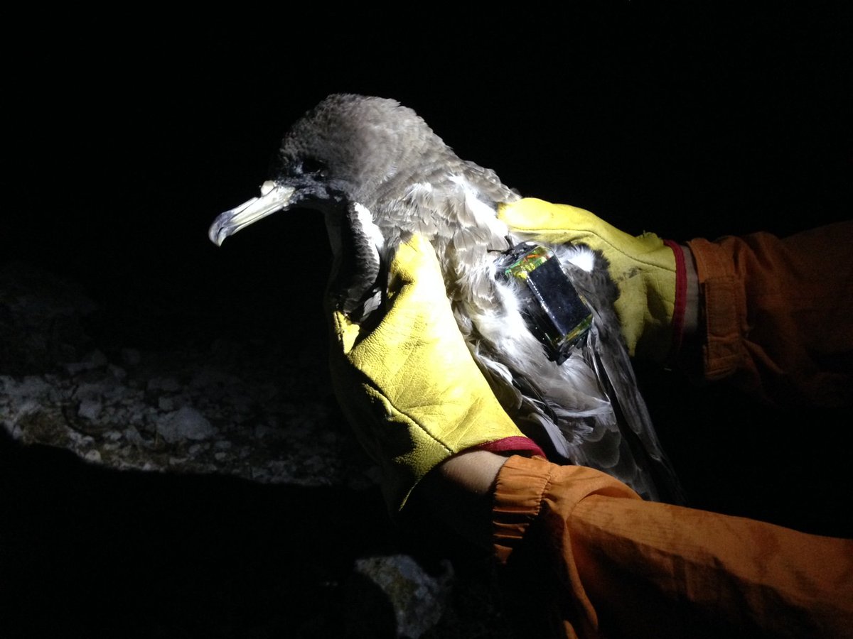 FrceEnergiesMar's tweet photo. Succès de la pose de la 1ère balise de géolocalisation sur un Puffin de Scopoli réalisée dans le cadre du projet #GEOBIRD. Une belle avancée dans le développement de cette balise miniaturisée destinée à étudier les oiseaux marins de taille moyenne.
> https://t.co/LCa9fomrtJ https://t.co/YKYEAB8Iyx