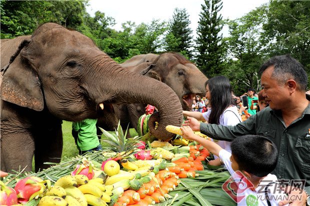 DiscoverBanna's tweet photo. As the main habitat of #Asian #elephants in #China, #Xishuangbanna has been through the protection of Asian elephant habitats, help injured elephant to creat a better #living #enviromnent for Asian elephants.  (Picture by yunnan net )#WorldElephantsDay #Yunnan https://t.co/GYlmJJqo7I