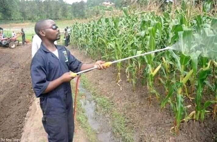 ordinarycitiz's tweet image. So a famer decides to  spray deadly chemical on his crops after repeated warnings to #Fulani  against trespassing with his cows, this is the result. DEAD COWS. Is he RIGHT or WRONG?
#BBNaija #Philippians419 #TeamCindy #Nigerians @NaijaStruggle  
RT