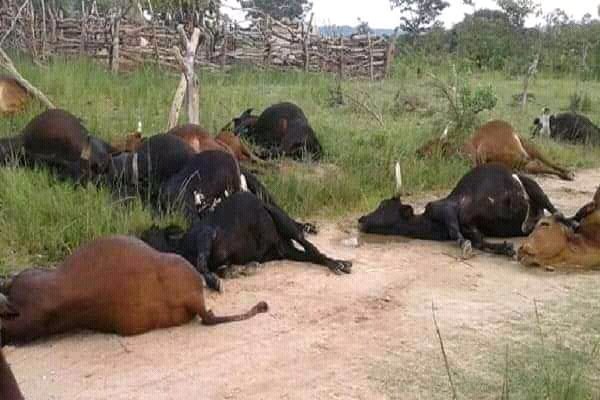 ordinarycitiz's tweet image. So a famer decides to  spray deadly chemical on his crops after repeated warnings to #Fulani  against trespassing with his cows, this is the result. DEAD COWS. Is he RIGHT or WRONG?
#BBNaija #Philippians419 #TeamCindy #Nigerians @NaijaStruggle  
RT