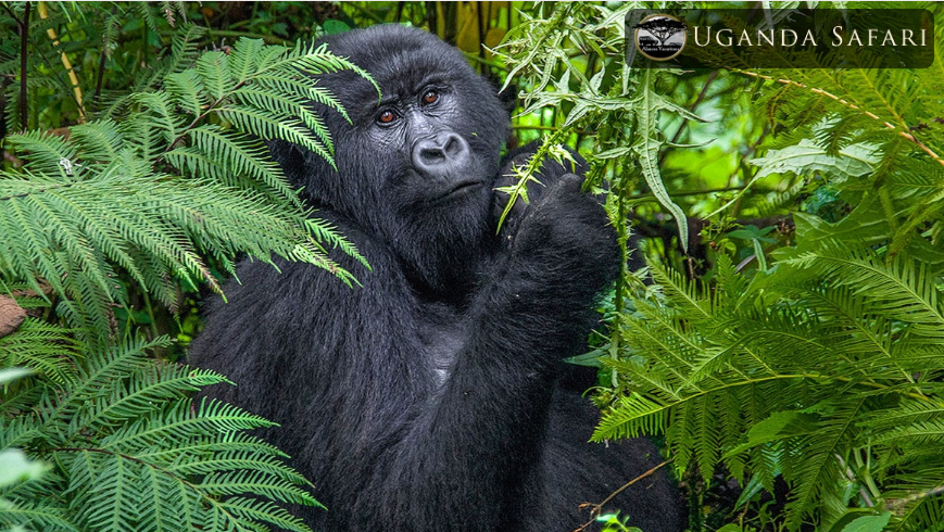 abacusvacation's tweet photo. Looking for exploring more wildlife other than #GorillasInUganda? 

Give a visit to #QueenElizabethNationalPark and enjoy the game drive where you can spot elephants, #treeclimbinglions and more.
#QueenElizabethNationalPark https://t.co/R0bmNmIyOU
#UgandaSafari #UgandaDestination https://t.co/xKqemz2RnF