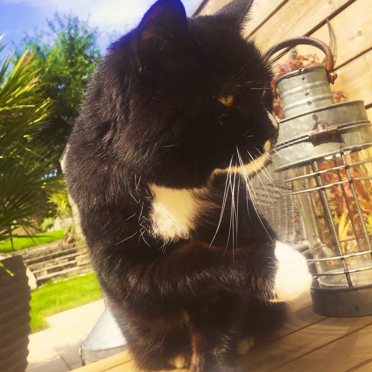RMisstear's tweet photo. Who’s your favourite to have a cuppa with? 
#coffeetime #CatsOfTwitter #MyFavoriteCombinations #TuesdayThoughts https://t.co/gVtEvqclwE