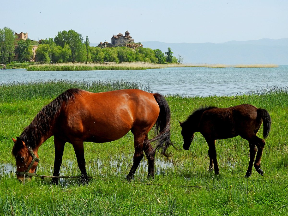 Хорс лейк. Село Хорс Армения. Озеро Хорс. Лошадь на озере Севан. Лошадь у озера.