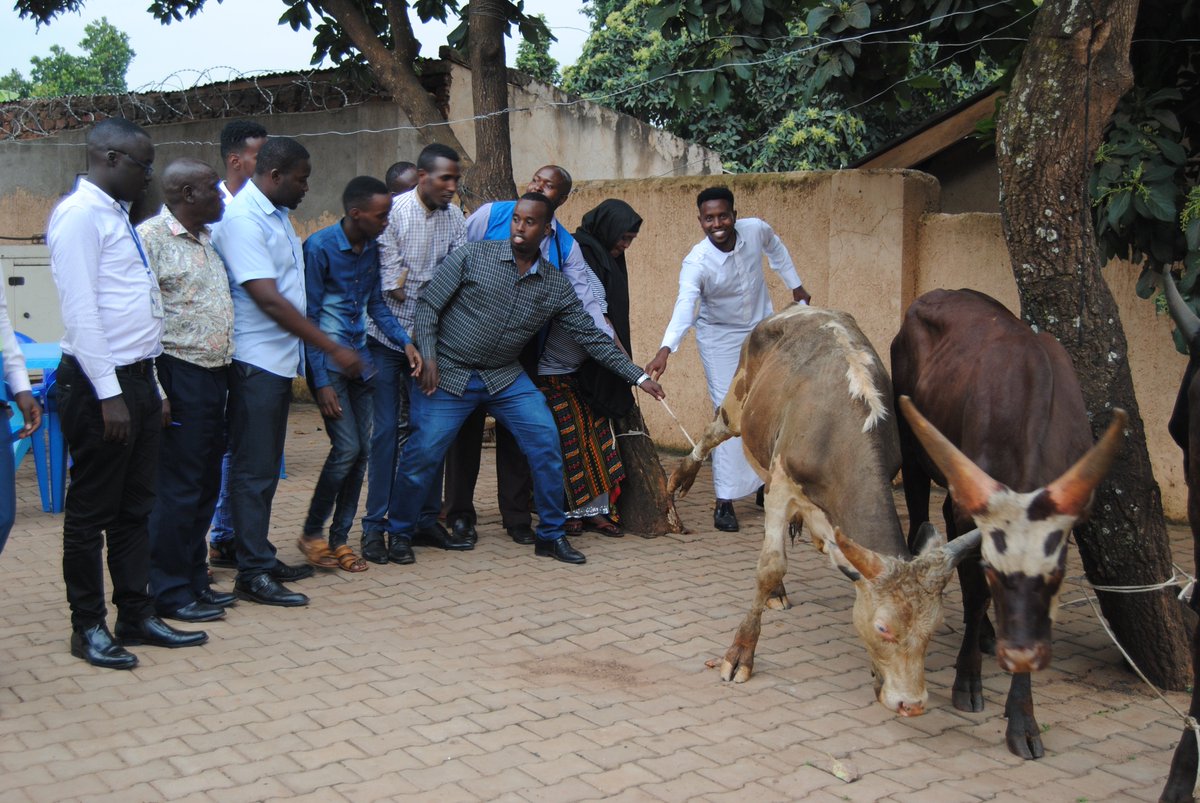 InterAidUganda's tweet photo. Nile Humanitarian Development Agency through @OPMUganda and @InterAidUganda yesterday donated cows for the urban refugees in the different communities as away of celebrating EID ADHUHAR with them. Happy EID ADHUHAR to all our esteemed clients. https://t.co/BizKe7IT5f