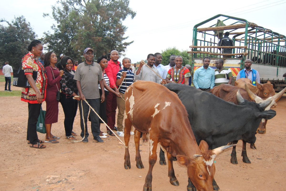 InterAidUganda's tweet photo. Nile Humanitarian Development Agency through @OPMUganda and @InterAidUganda yesterday donated cows for the urban refugees in the different communities as away of celebrating EID ADHUHAR with them. Happy EID ADHUHAR to all our esteemed clients. https://t.co/BizKe7IT5f