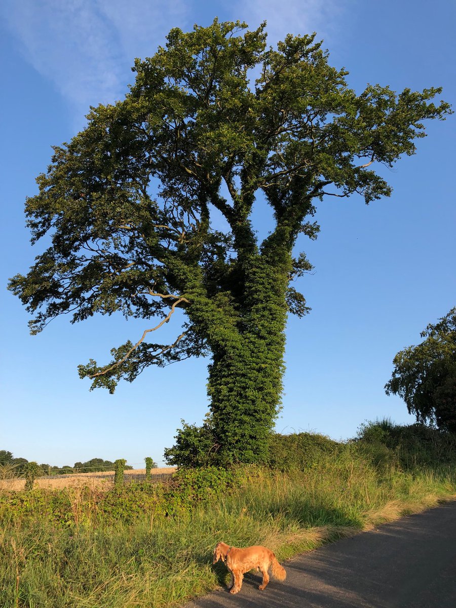 CrichtonJones's tweet photo. At last ... a beautiful morning. Really enjoyed the fresh air and #Northumberland country side this morning. Taking a moment to treasure it all and admire my favourite tree in the early sun before a busy day of 1 meeting and 10 booked calls .... ๐ฑ๐ฌ. https://t.co/gBcPapE1Ij