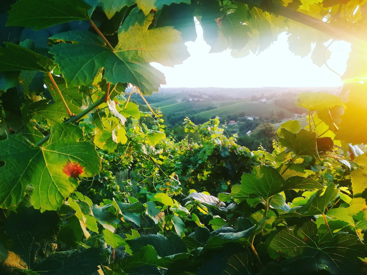 bushcraft4all's tweet photo. East Slovenia. Where the wine is made. Lots of vineyards and great views. #slovenia #vineyard #wine #balkan #mediterraneanlife https://t.co/IM3LA6tllz