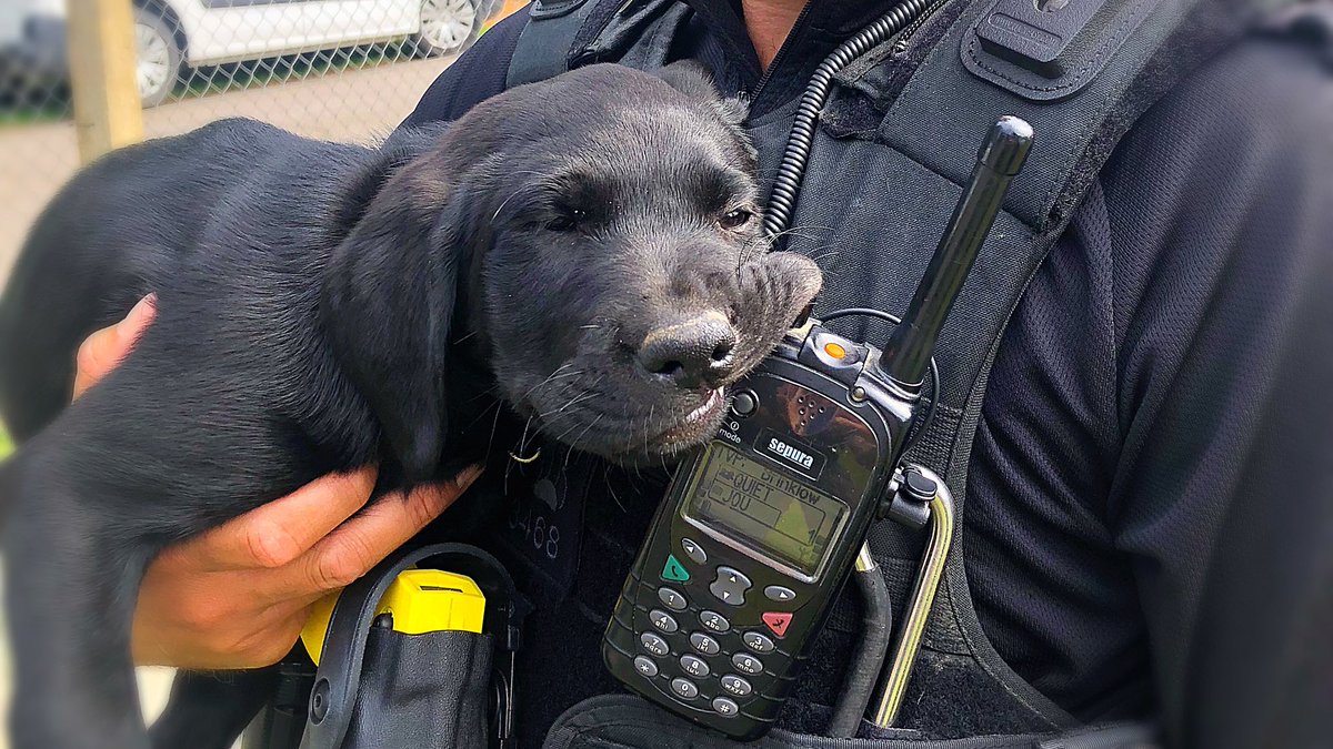 HantsTVPolDogs's tweet photo. Fergie heading off with her new handler and pretty relaxed about it 🐾

#puppy #NewRecruit #TheFuture #JOU https://t.co/kgXBSkZF72