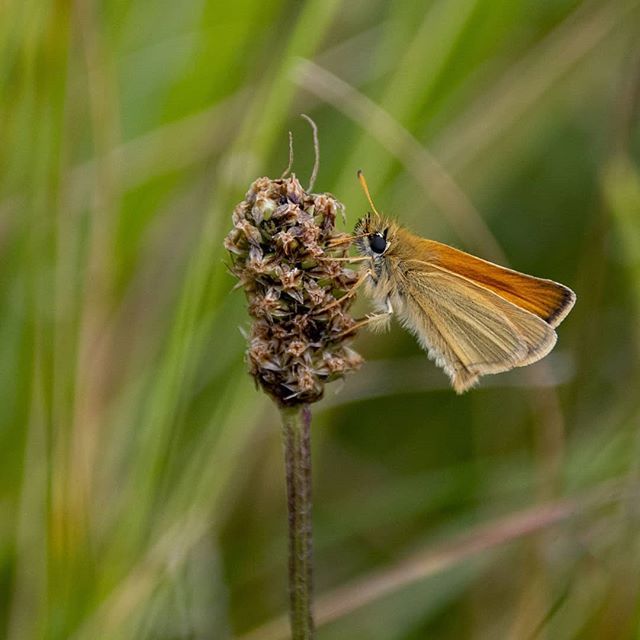 Jeff_Kirby1's tweet photo. The very dainty #smallskipper butterfly on #minchinhamptoncommon .
.
.
@BBCSpringwatch #BBCWildlifePOTD #appicoftheweek #nature #allnatureshots #nature_brilliance #naturephotography #nature_perfection #wildlife-photography #ig_nature @bbcearth #earthcapt… https://t.co/e210zuH31w https://t.co/fP0uTpEAWF