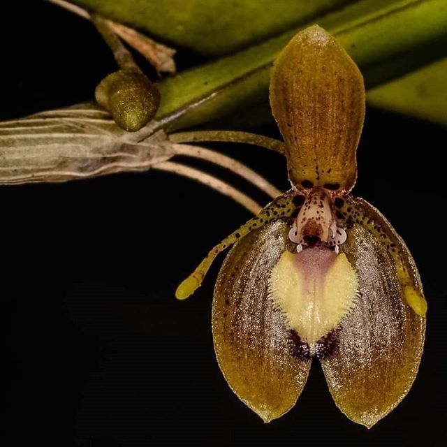 BritishOrchidCo's tweet photo. Myoxanthus lonchophyllus by Jorge Gastin 
#orchids #orchid #flowers #flower #orchidee #nature #orquideas #orchidea #orchidsofinstagram #orchidlover #orqu #orquidea #plants #follow #garden #flowerstagram #flores #orchidworld #deas #britishorchidsociety #orchidshare #orchidsta… https://t.co/3OZ9UlVRvE