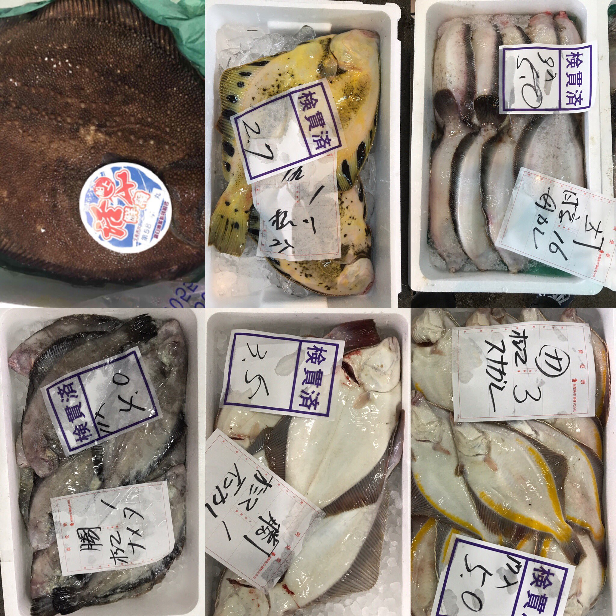 水産関連の情報をツイートします 北海道の函館市水産物地方卸売市場の魚たち サメガレイ スナガレイ アサバガレイ クロガレイ イシガレイ マツカワガレイ ババガレイ ナメタガレイ カラスガレイ ギンガレイ これからカレイを全種類写真におさめ