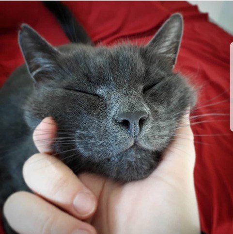 CPChiltern's tweet image. Gorgeous Max seeks a new home after his owner sadly passed away. 

Contact directhoming@chiltern.cats.org.uk if you like the look of this beautiful boy!

#CatsofTwitter