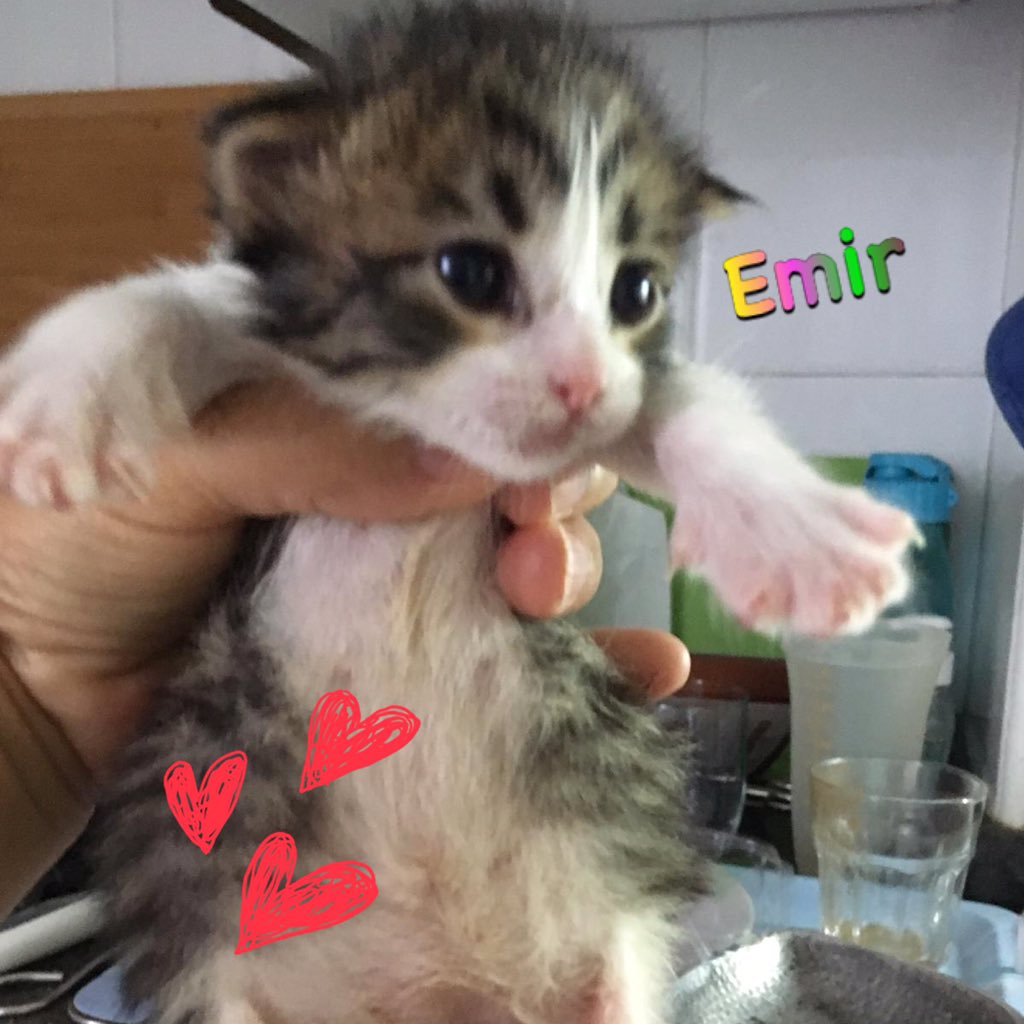 #FelizMartes #FelizSemana #gatos #Murcia #Emir en breve estará listo para ir a un hogar y crecer lleno de amor,si quieres darle el hogar que merece escríbenos, tenemos WhatsApp te contaremos la historia de #Emir <a href="/DejandoHuellaAB/">Dejando Huella Albacete</a> @Barnaz73 <a href="/isagato62/">isabel esteve</a> <a href="/MontseCarrasco6/">Montse Carrasco</a> #rt