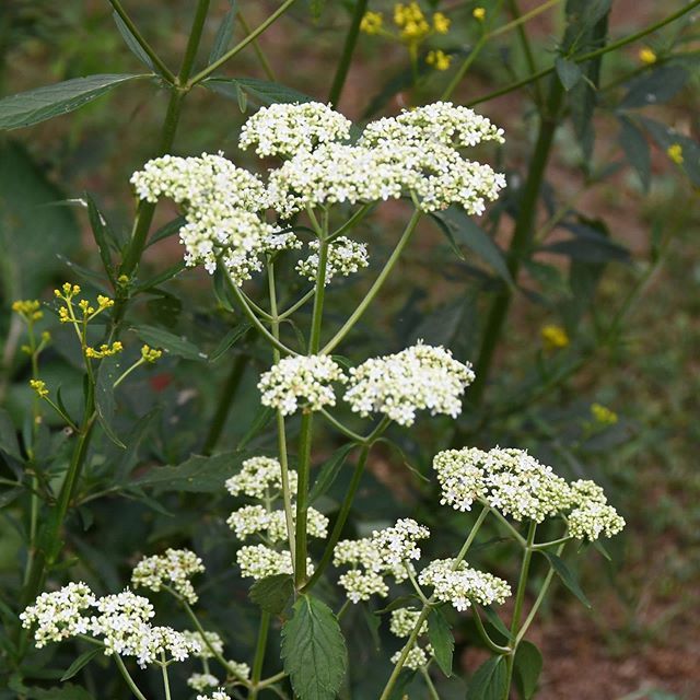草鞋無意志 オトコエシ 男郎花 オミナエシの陰で渋く控え目に 小石川植物園 T Co 0dd3pq6zcf T Co Hayrsl11s4 Twitter 草鞋無意志 オトコエシ 男郎花 オミナエシの陰で渋く控え目に 小石川植物園 T Co 0dd3pq6zcf T Co Hayrsl11s4 Twitter