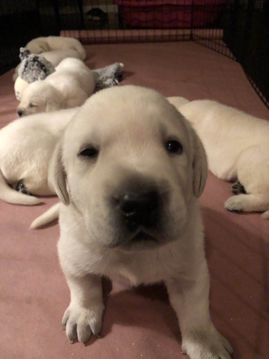 RICKMAGAMING's tweet photo. Can’t sleep!! #PolarWhiteLab https://t.co/9YkXBjtzUm