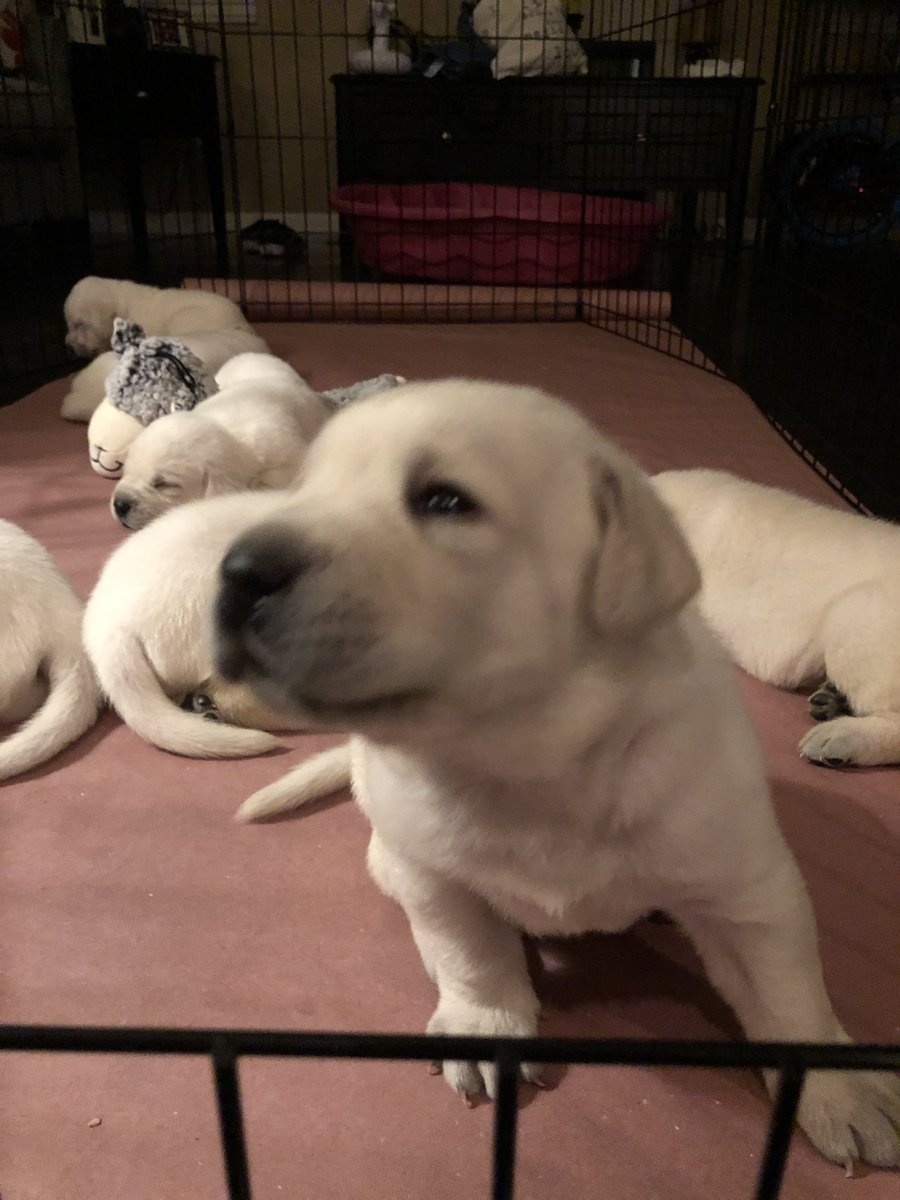 RICKMAGAMING's tweet photo. Can’t sleep!! #PolarWhiteLab https://t.co/9YkXBjtzUm