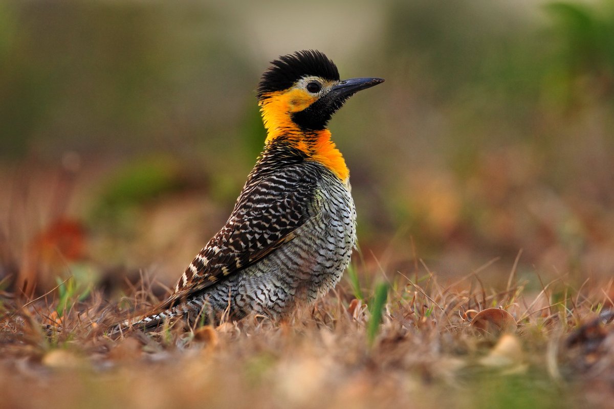 wildlifeninja's tweet photo. beautiful Campo flicker birds
#birds #bird #pajarocarpintero #woodpeckers #campoflicker #birdsofafeather #woodpecker #planetbirds #beautyofbirds #feather_perfection #birdsofbeauty #featherperfection #feather_features #birdsofinstagram #birdsofparadise #campoflicker https://t.co/kEJHvED91G