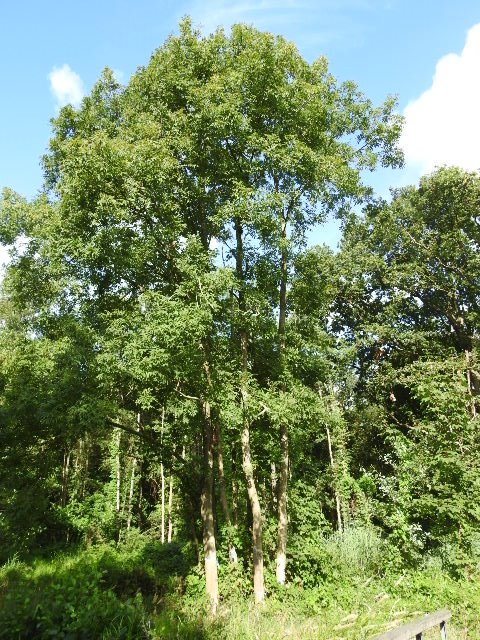 De gezond lijkende es in #DuivenvoordsePolder ziet er ook dit jaar nog goed uit Er zijn slechts 200 exemplaren bekend die niet lijken aangetast door essentaksterfte Er zijn opnieuw twijgen gewonnen door <a href="/WUR/">Wageningen U&R</a> voor onderzoek Uiteraard knuffel ik deze unieke es vrijwel dagelijks!😀