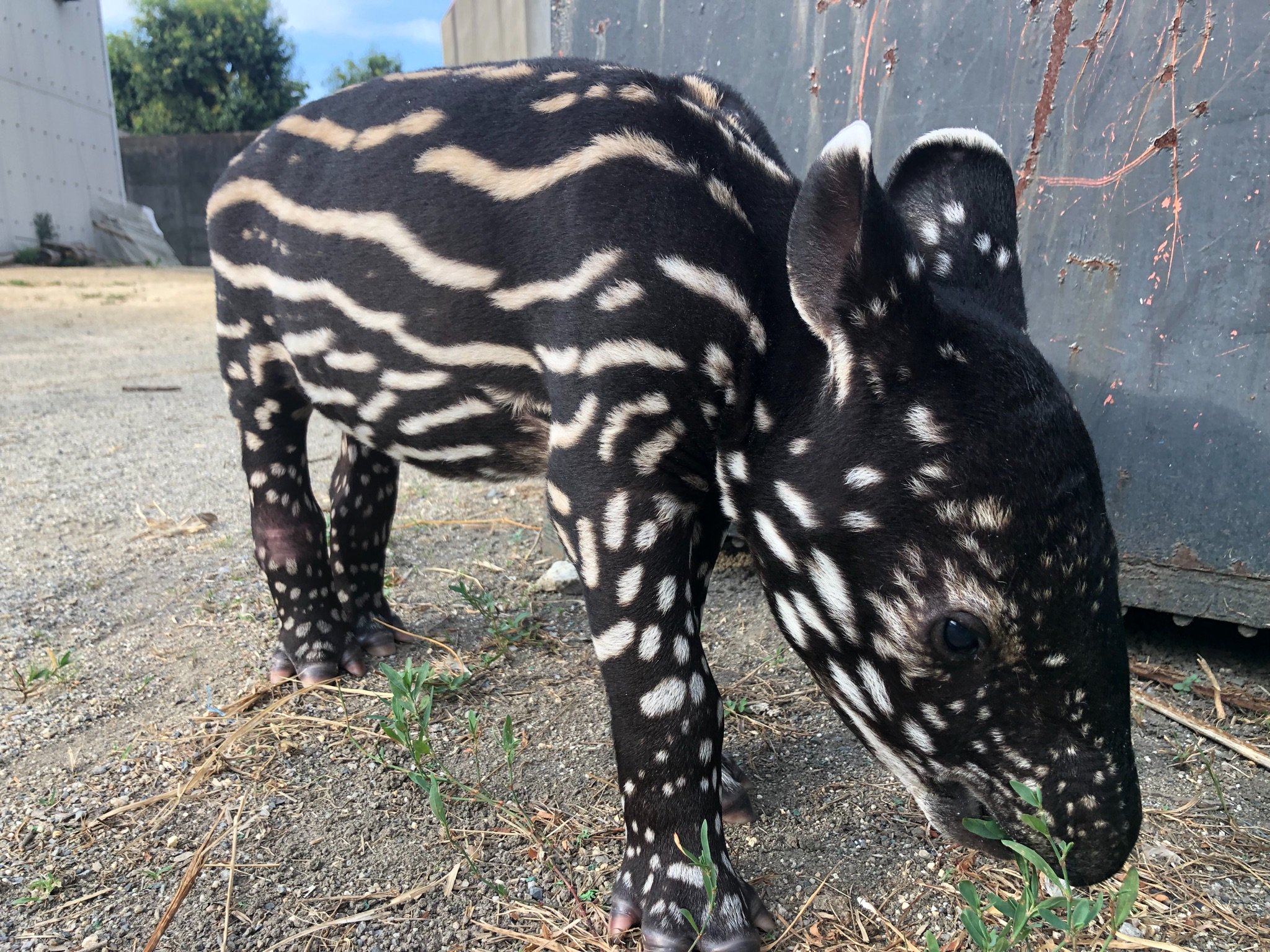 東武動物公園 公式 リュウくん マレーバクの赤ちゃん 本日で生後27日令です お披露目まで もう少しお待ちください お楽しみに 東武動物公園 マレーバク T Co 9ay2wnrnws Twitter