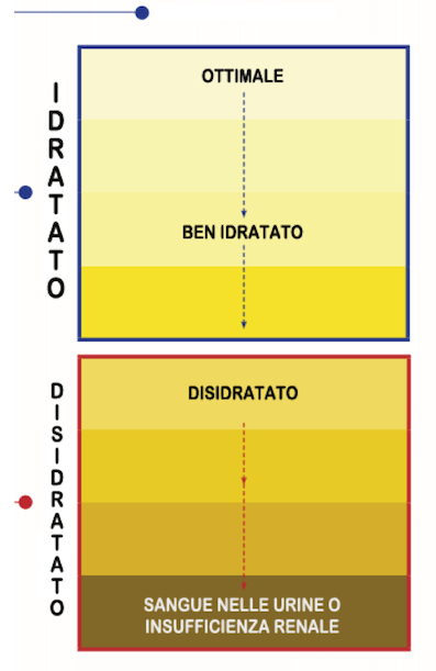 FarmaIntroini's tweet photo. IDRATAZONE SPORTIVA https://t.co/2mIuh5SyDg https://t.co/W2Ezuuz6G2