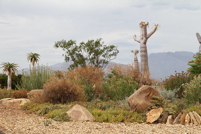 SANBI_ZA's tweet photo. The Karoo Desert National Botanical Garden is a truly unique garden. It cultivates and displays a wide variety of arid and semi-arid plants. The 154 hectare garden lies at the foot of the Hex river mountain range #BiodiversityForLife https://t.co/PKUSxbs5Qw