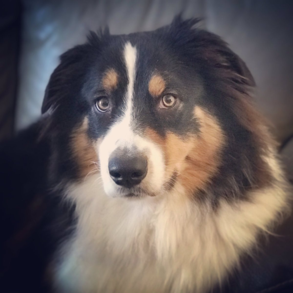 Bientôt 1 an et 30 kg de love 😊
#BergerAustralien #Aussie #AustralianSheperd #Ori