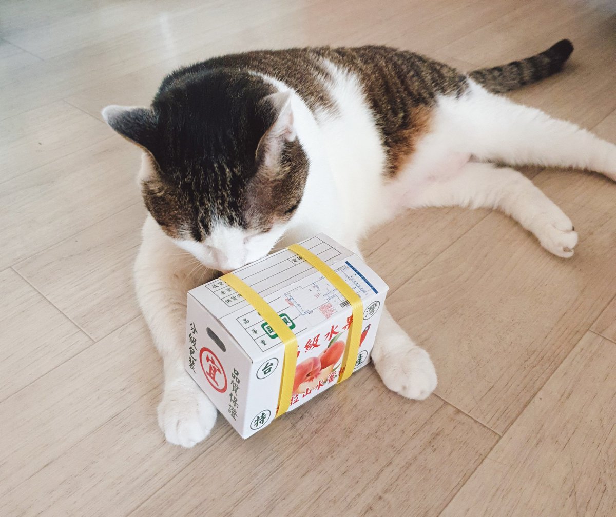 거대고양이의 습격