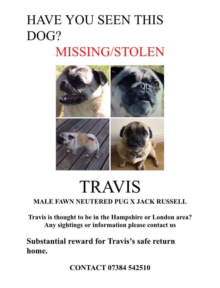 MissingPetsGB's tweet photo. ⚡🐕 #TWITTERSTORM FOR #FINDTRAVIS‼

➡️THURSDAY 15 Aug 8-9pm⬅️

WE NEED EVERYONE POSSIBLE TO HELP US FIND TRAVIS 🙏

🐕 Travis was being fostered temporarily in #Brighton #BN1 but unbeknownst to his owners he was then transferred or sold on &amp; may now be in London/Aldershot area. https://t.co/8Rw1K3w5Q1