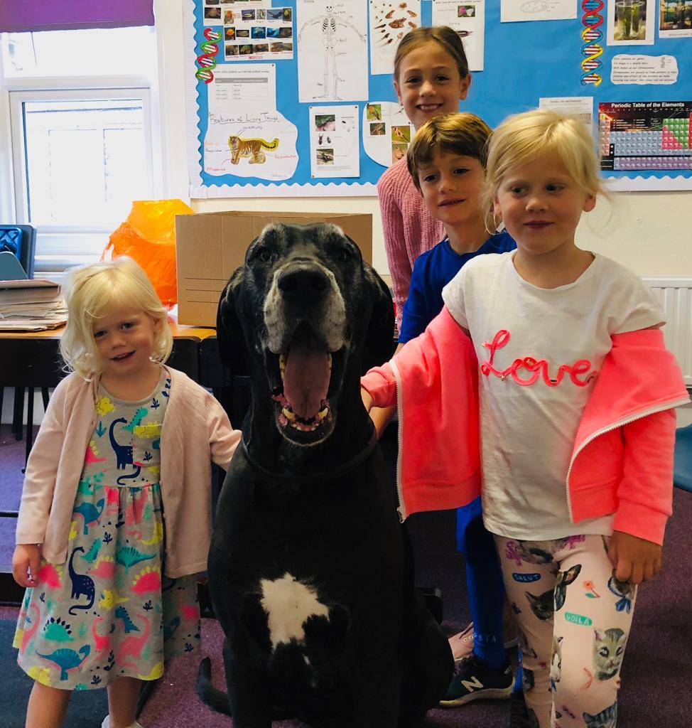 tutorialfounda1's tweet photo. #education New pupil joined today name of Alfred, big lad  but very friendly. Needs to pay more attention as he fell asleep 2 minutes after the photo, come to think of it he had just woken up! FYI, Alfred is the one with the big teeth. https://t.co/PffKeUASGz