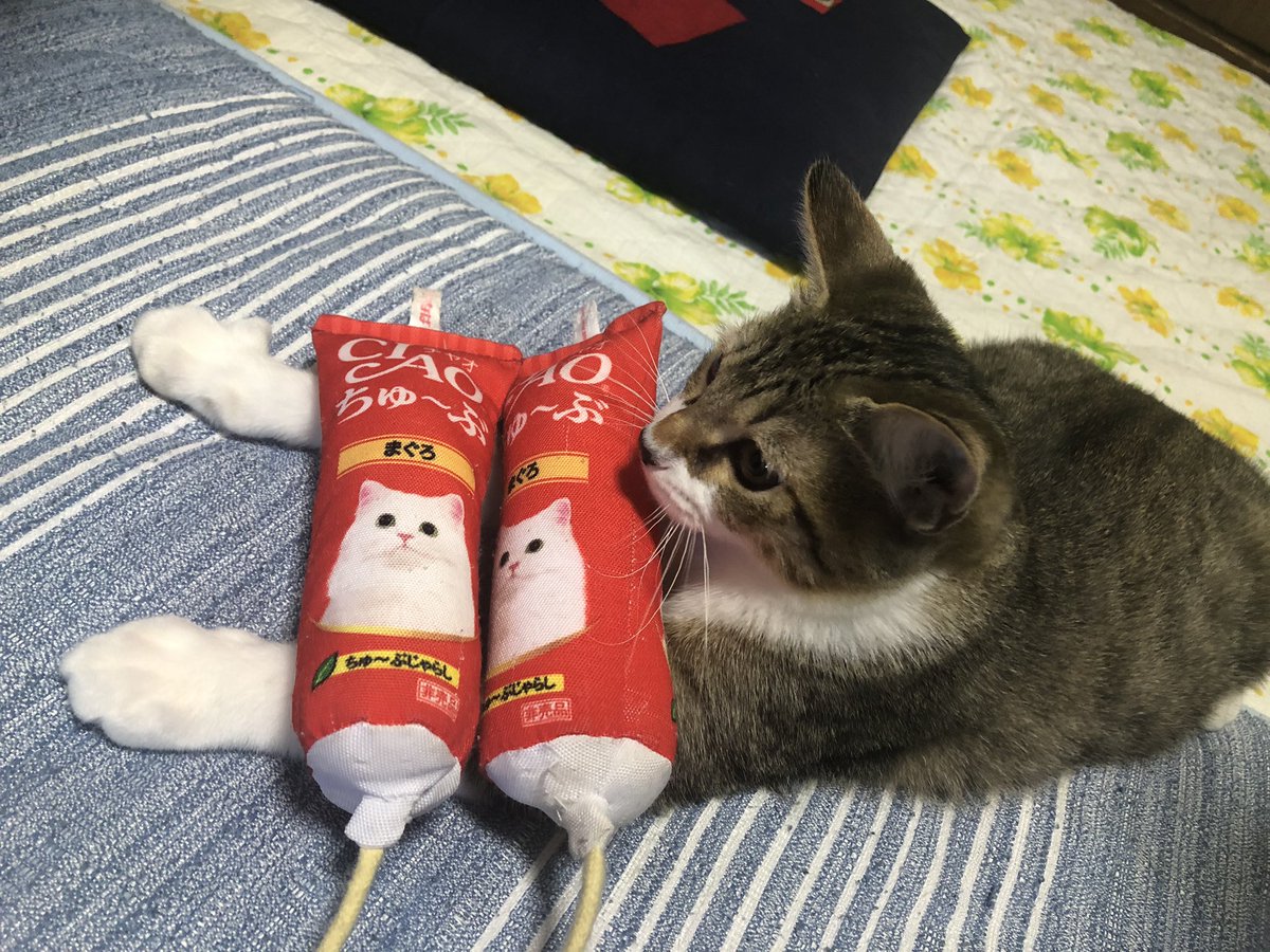 わんこをかわいがっていたことが猫様にバレた瞬間の写真 すごく怒ってらっしゃる 匂いに敏感だから Togetter