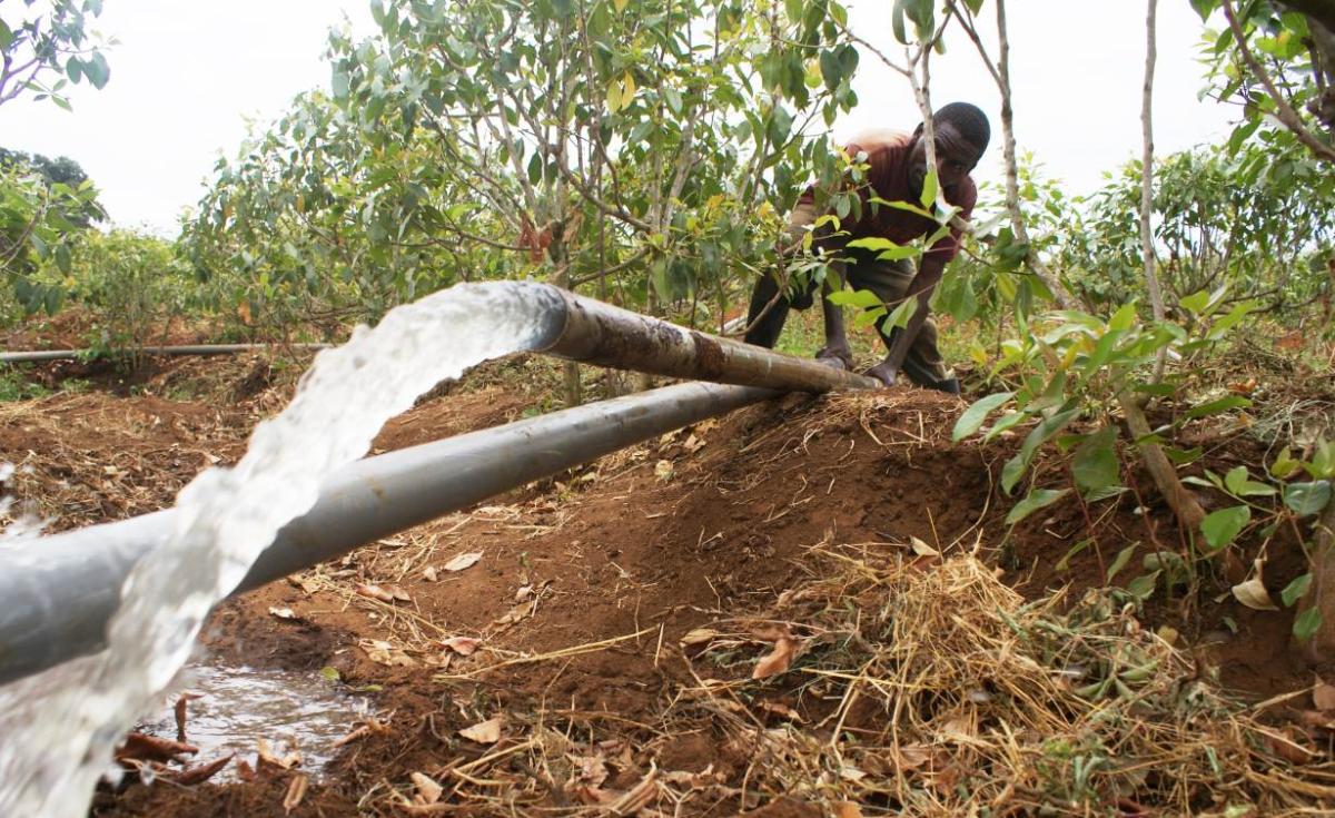allafrica's tweet image. 'Green Gold' - Kenyan Farmers Abandon Food Crops to Grow Herbal Stimulant: allafrica.com/stories/201908… #Kenya  #Miraa #Muguka #Khat