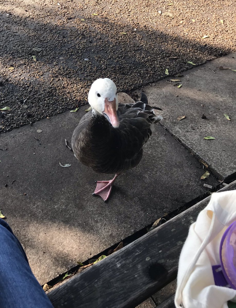 NagleCaitlin's tweet photo. Eating breakfast @UniOfYork campus with some sleepy geese, one of them was offended that I wouldn’t share https://t.co/ZqBKnR0kl0