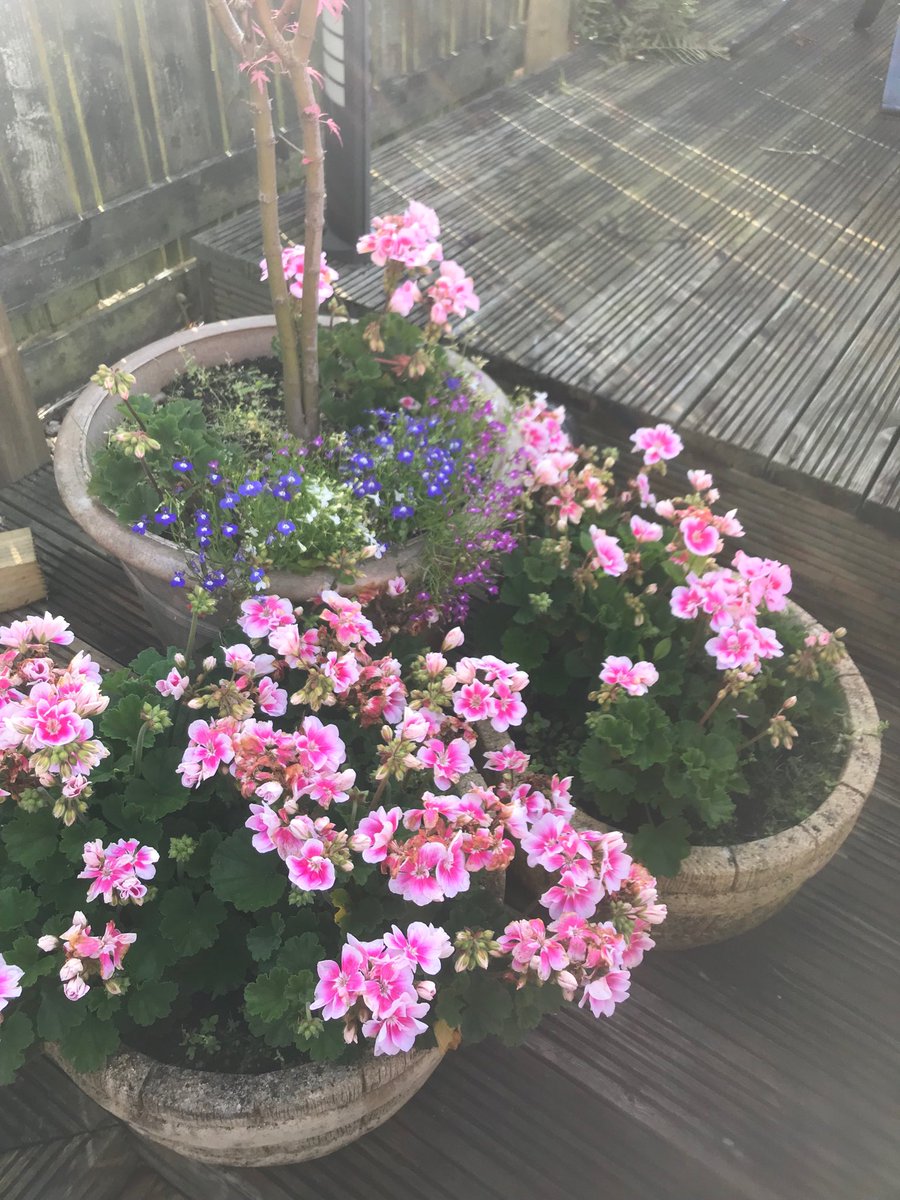 deliam's tweet photo. Flowers in planters brighten your morning #instantcolour #gardening https://t.co/h7W1xMt1gW