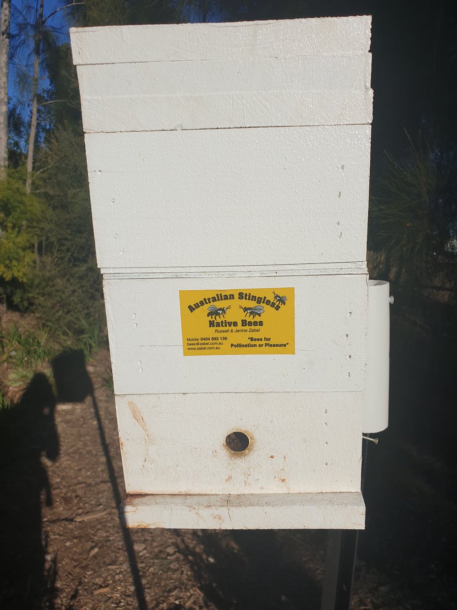 Mrs__Bonilla's tweet photo. Visited St Marys North PS yesterday to check out their awesome Beetopia project. Very inspiring! Would love to facilitate a project like this with students. #realworld #savethebees #studentvoice https://t.co/UjRjA22E8y
