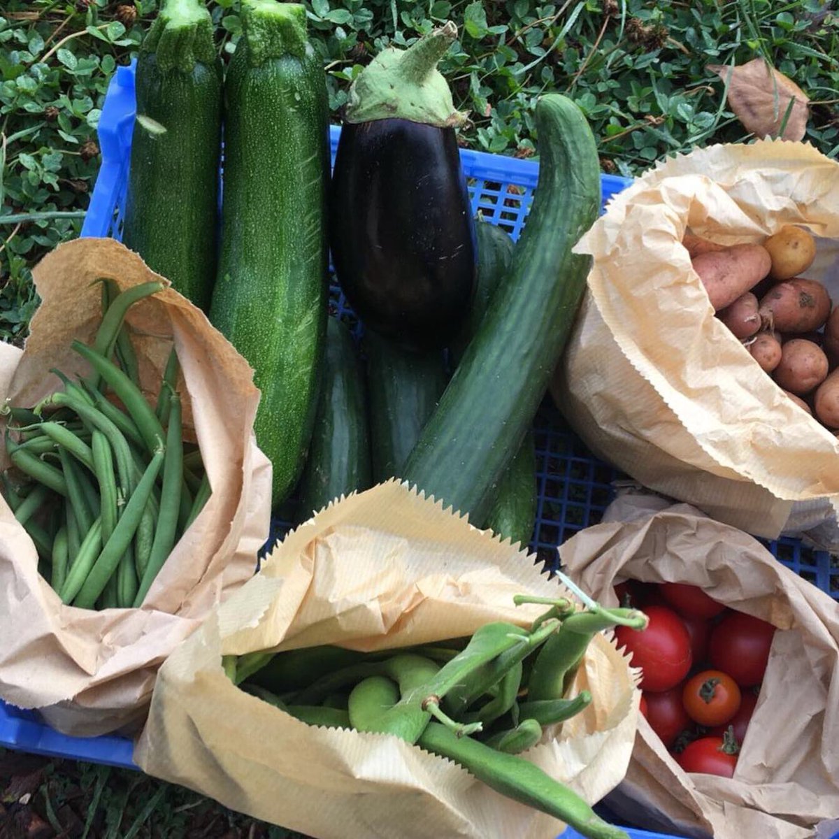 The Oak Tree tweet media