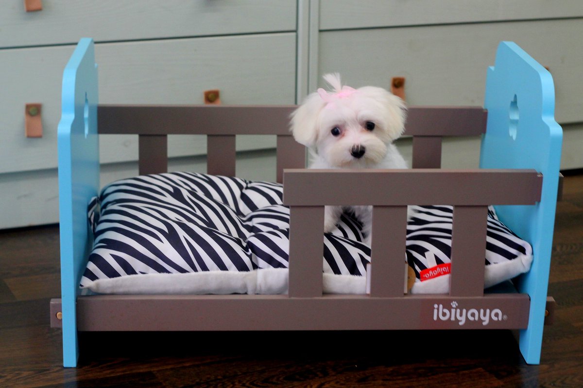 DogsAffaire's tweet photo. ¡Buenos días! 🤩🐶
¿Qué tal una cunita para el rey de la casa?👑
Mía ya ha elegido la suya.. 😍

<3 https://t.co/G9ZAecncX2 <3 https://t.co/QSwMi2B4fx