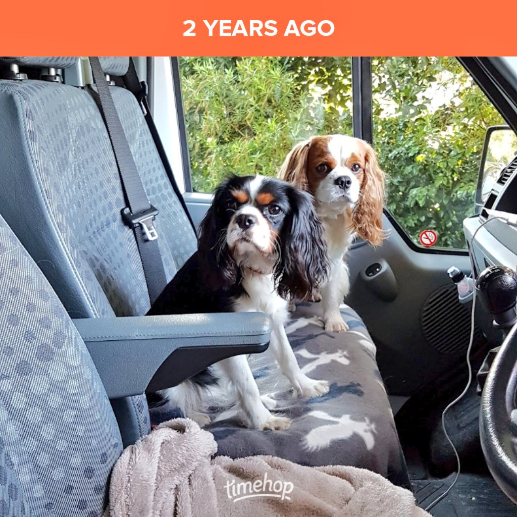 That time we helped the daddy's move house! 🚚 #cavpack #cavalierkingcharlesspaniel #dogs #dogsoftwitter #dog #housemove