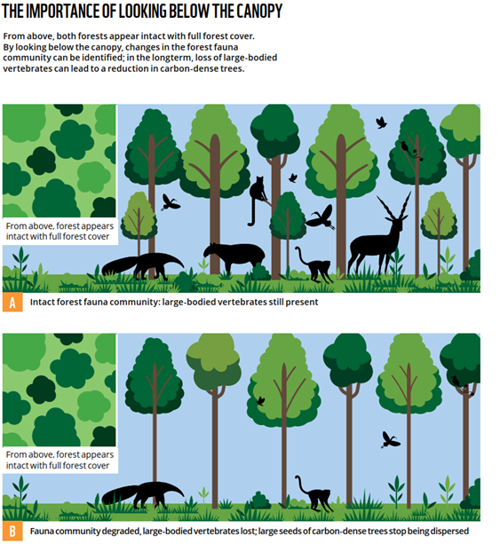 Лес схема работы. Уменьшение биоразнообразия схема. Биоразнообразие сообщества. Схема сокращения видового биоразнообразия. Биоразнообразие леса.