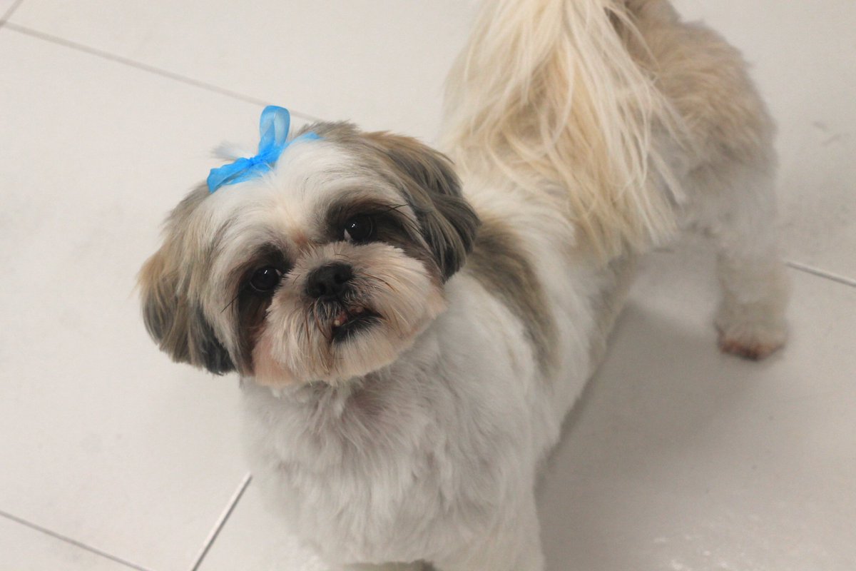 DogsAffaire's tweet photo. ¡Nos vamos de vacaciones! 😍🔝✈️
Durante la semana del 26 de agosto al 1 de agosto (ambos incluidos) nuestra peluquería y tienda Dog's Affaire permanecerá cerrada, ¡volveremos con las pilas cargadas! 
¡Muchas gracias a todos, nos vemos muy pronto!😍

<3 https://t.co/G9ZAec5Bys <3 https://t.co/99taZ91Bk8