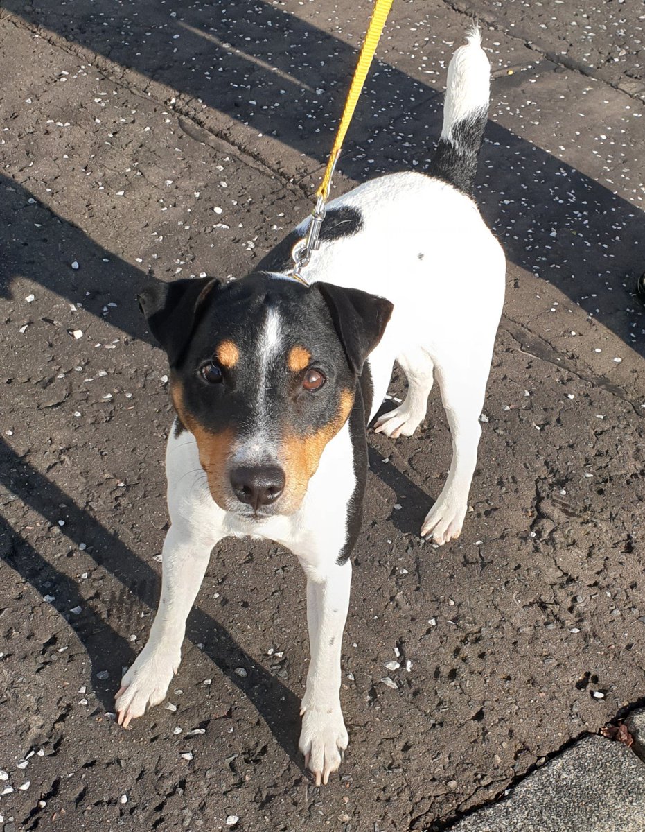PSOSStirling's tweet photo. FOUND DOG πΆ- STIRLING
This wee chap found on the evening of 12th August in Govan Hill, #Stirling.
Unfortunately he is not chipped.
If you recognise him or are his owner, contact us on 101, quote ref 3926 12th August
#LostDog #GetJackHome https://t.co/g9HFapQc8w