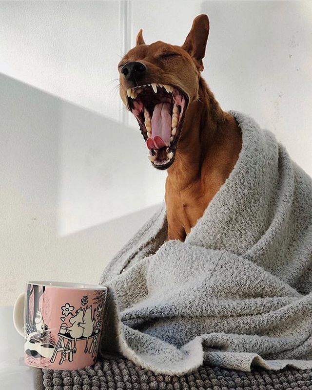 kofiocz's tweet image. Dobré ráno Kofiáci, jak jste se dnes vzbudili a kolik káv jste už stihli vypít 😍?
.
 Credits 🐶 @taunotheminpin #cloudpicker | Tagujeme tagem #kofiocz a #jeduvyberovku 👉 ift.tt/2N0aek2