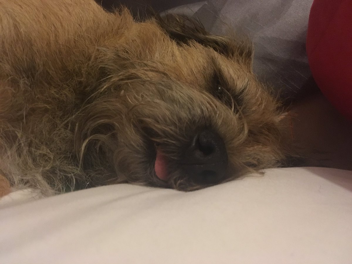 jack_border's tweet image. Me tongue is out 👅 #toungeouttuesday