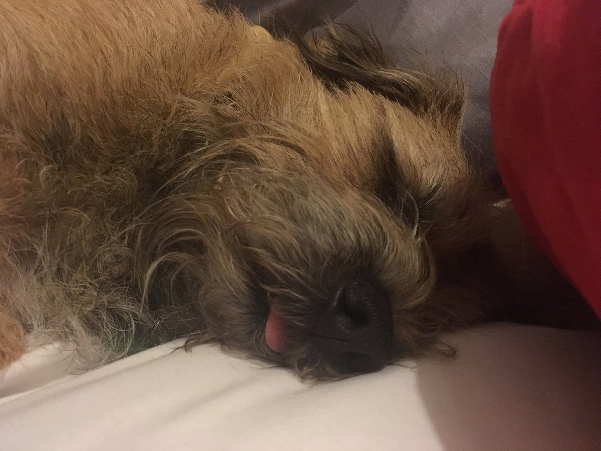 jack_border's tweet image. Me tongue is out 👅 #toungeouttuesday
