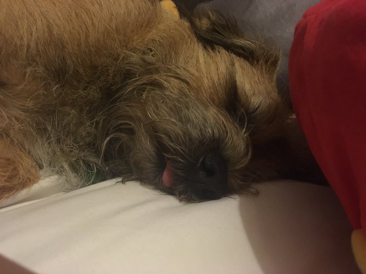 jack_border's tweet image. Me tongue is out 👅 #toungeouttuesday