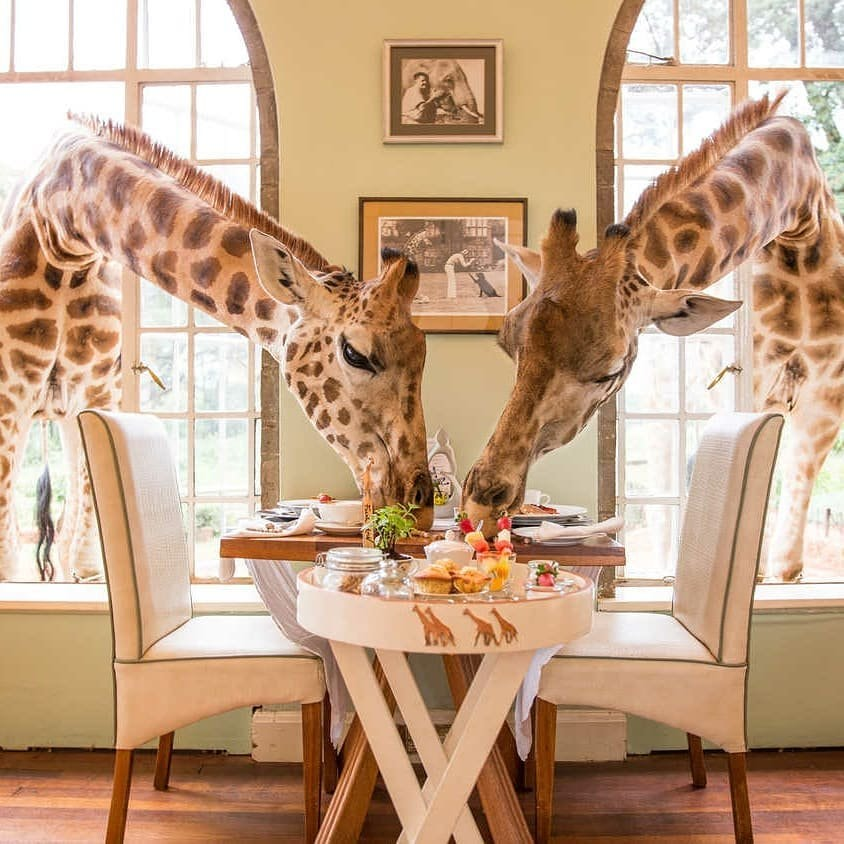 JamboMagazine's tweet photo. The Giraffe Manor in Karen, Nairobi. One of the most visited hotels in Kenya. 
From Kenya to the world. https://t.co/XuQgmn2lRm