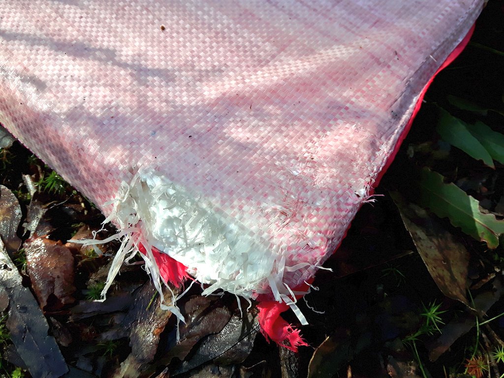 JackDAshby's tweet photo. No it's not totally sinister to find a bootleg Frozen bodyboard with #TasmanianDevils' bite-marks in the middle of a forest a hundred miles from the coast. 😱 #fieldwork #Tasmania https://t.co/QWjtXjsM4Y