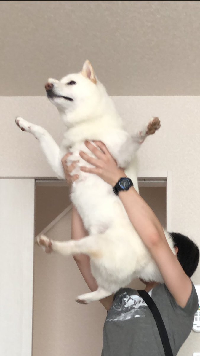 SHIBA_R_aru's tweet photo. ライオンキングしてきました️🦁 https://t.co/IrHZxJZItB