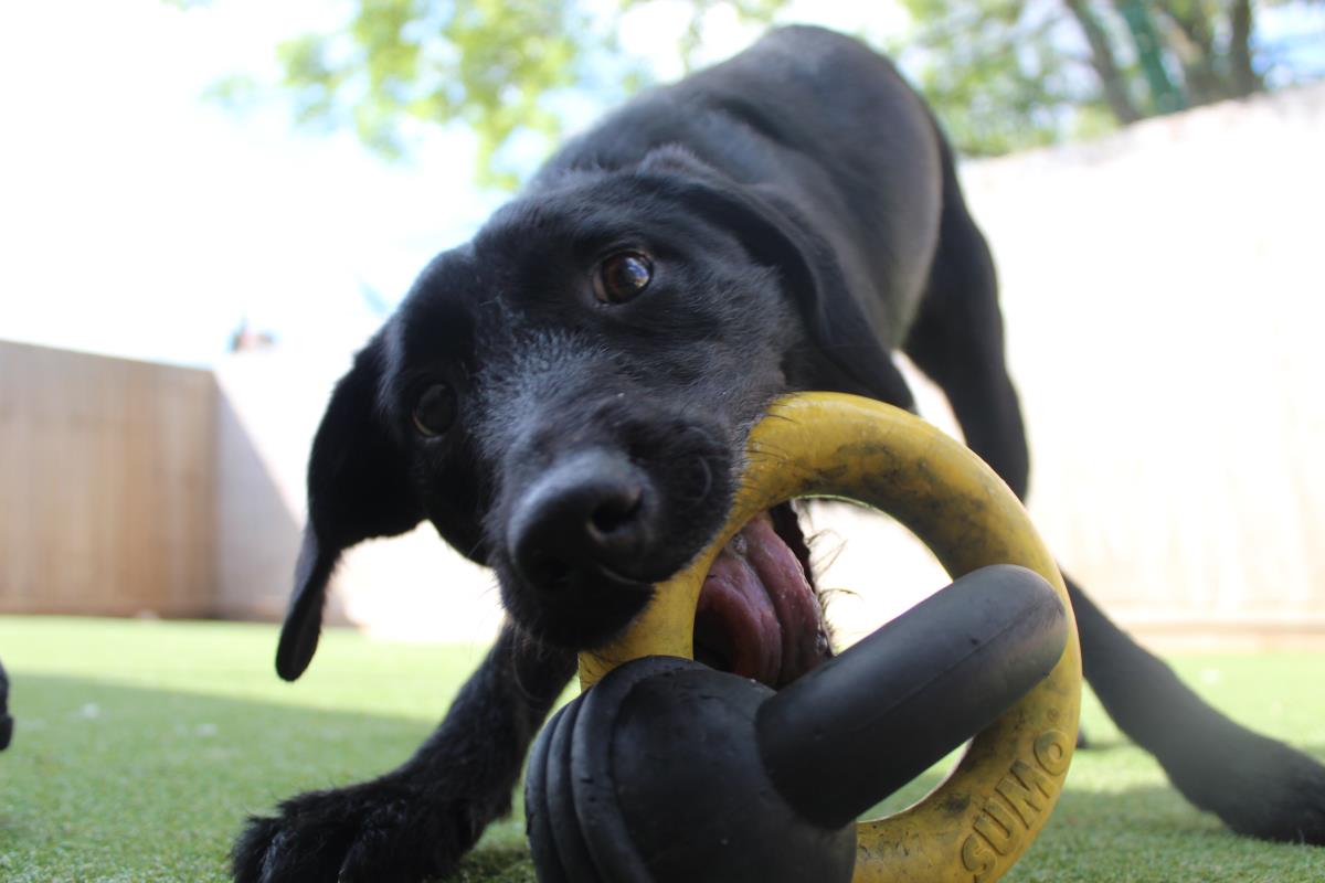 dogs trust snuffle mat