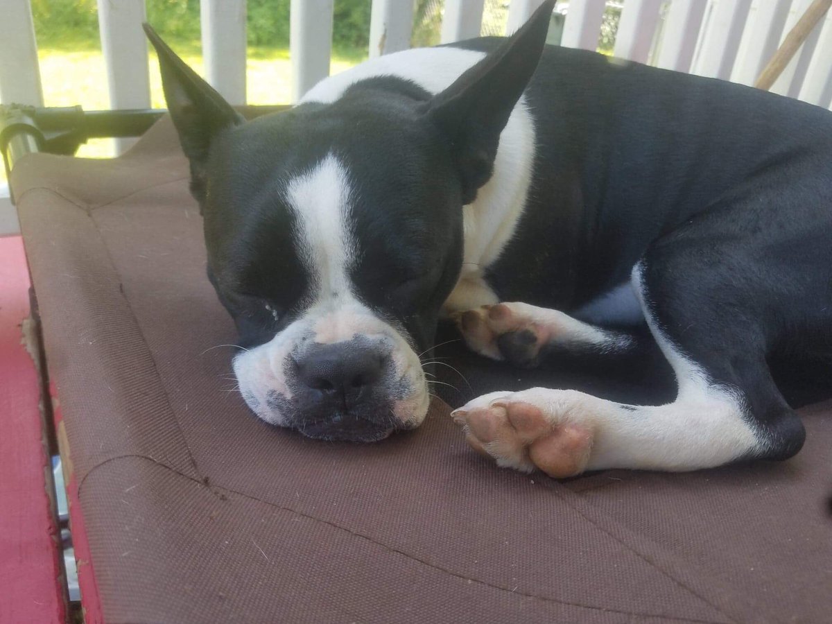 Moishe S Mom On Twitter Say Hello To Miss Stinky La Rue She